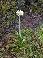 Celmisia spectabilis