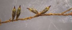 Cryphaea tenella