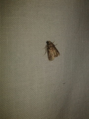 Argyrogramma verruca