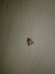 Argyrogramma verruca