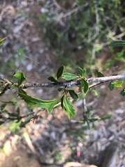 Alectryon diversifolius