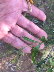 Alectryon diversifolius