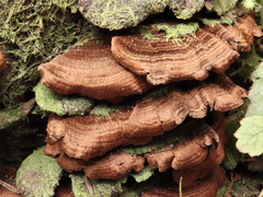 Hymenochaete microcycla