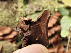 Hymenochaete microcycla