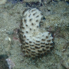 Palythoa