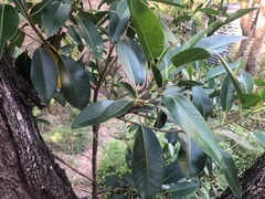 Ficus rubiginosa