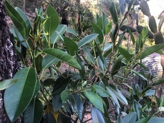 Ficus rubiginosa