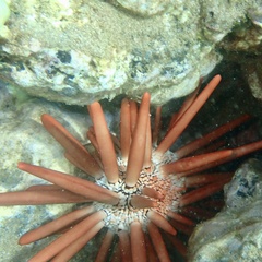 Heterocentrotus mamillatus