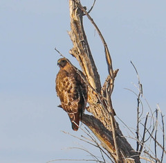 Buteo jamaicensis
