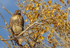 Buteo jamaicensis