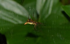 Micrathena sanctispiritus