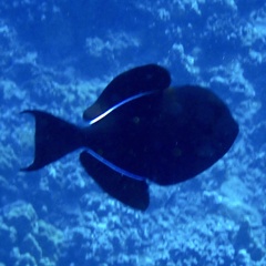 Melichthys niger