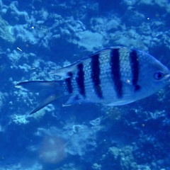Abudefduf