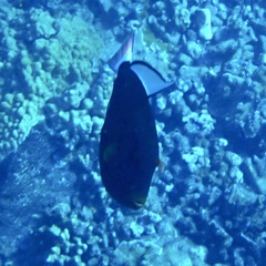 Melichthys vidua