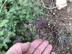 Dalea formosa