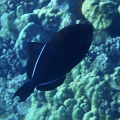 Melichthys niger