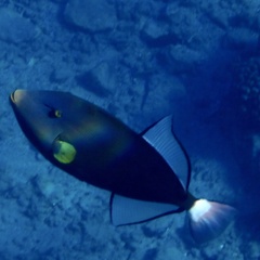 Melichthys vidua