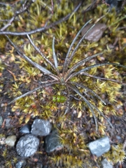 Celmisia gracilenta