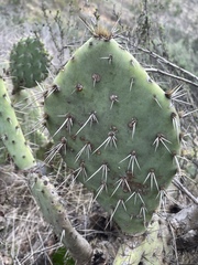 Opuntia semispinosa