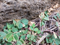 Euphorbia garanbiensis