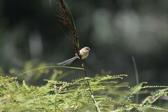 Stipiturus malachurus