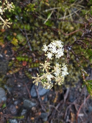 Anisotome