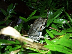 Leptobrachium hasseltii