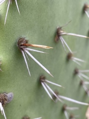 Opuntia semispinosa