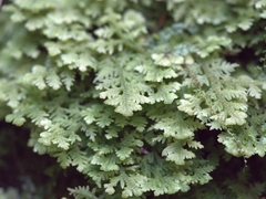 Trichocolea tomentella