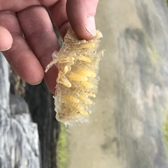 Tonnoidea