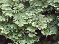 Trichocolea tomentella