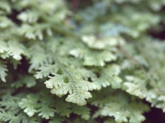 Trichocolea tomentella