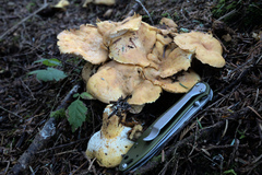 Albatrellus