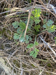 Eschscholzia californica