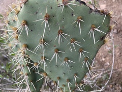 Opuntia semispinosa