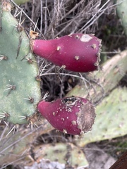 Opuntia semispinosa