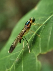 Ptecticus longipennis