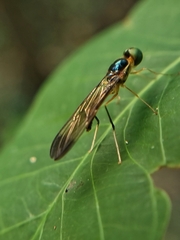 Ptecticus longipennis