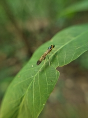 Ptecticus longipennis