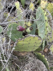Opuntia × demissa