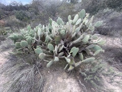 Opuntia semispinosa