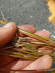Carex testacea