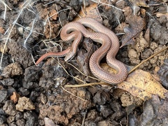 Contia tenuis
