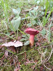 Chalciporus rubinellus