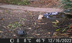 Callipepla californica