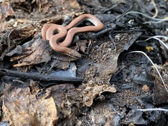 Contia tenuis