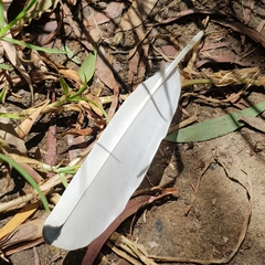 Threskiornis molucca