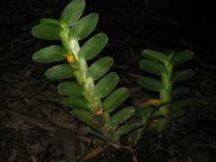 Dichaea