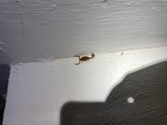 Centruroides testaceus