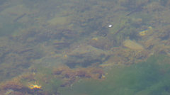 Trachinops caudimaculatus